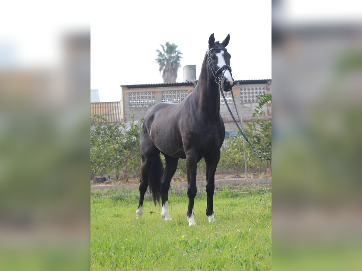 KWPN Caballo castrado 6 años 172 cm Negro in Corbera