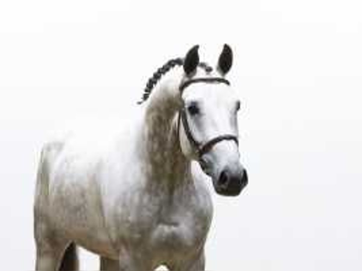 KWPN Caballo castrado 6 años 172 cm Tordo in Waddinxveen