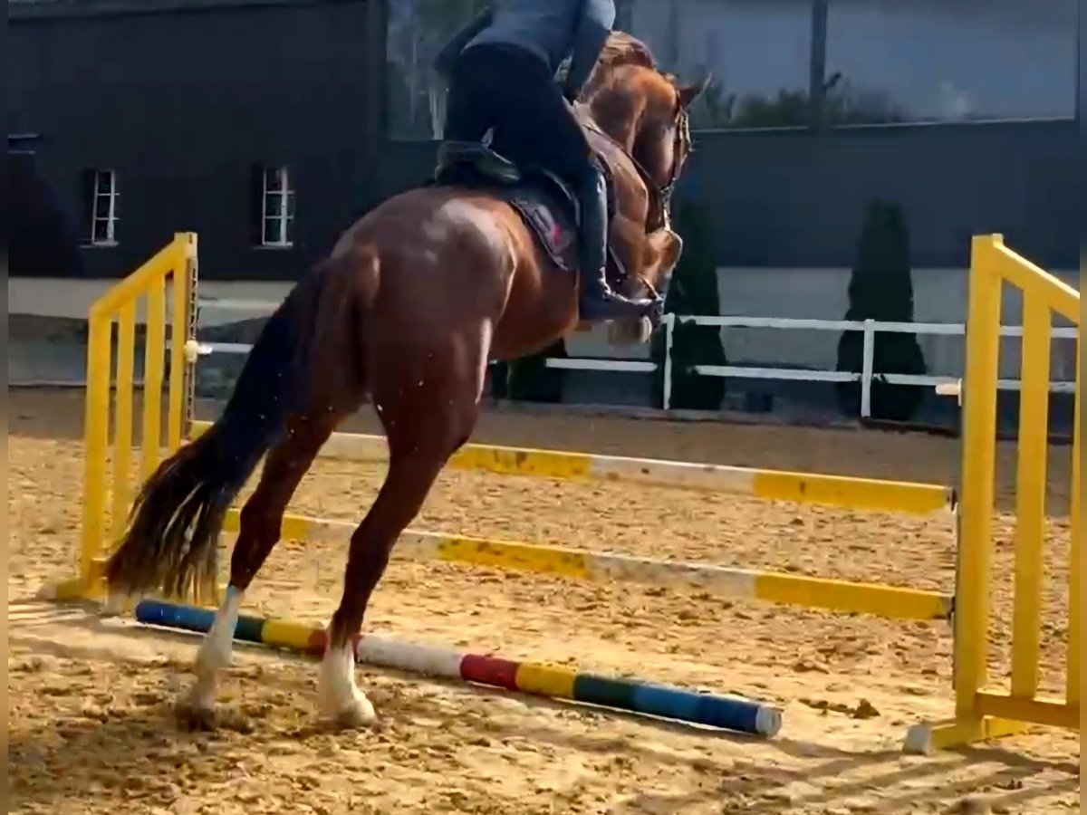 KWPN Caballo castrado 6 años 173 cm Alazán in Hof