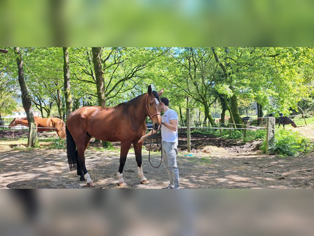 KWPN Caballo castrado 6 años 173 cm Castaño oscuro in Santiago De Compostela