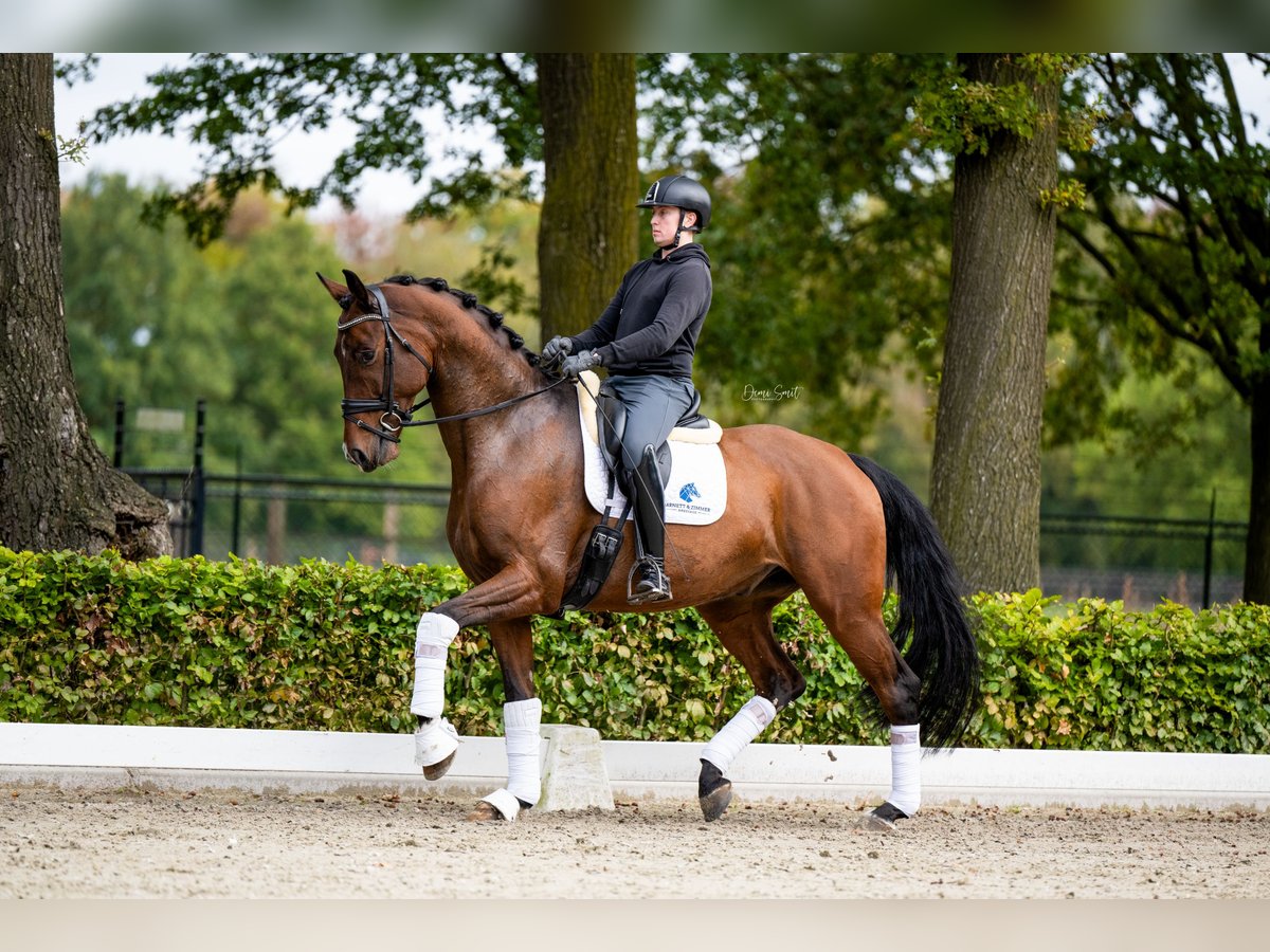 KWPN Caballo castrado 6 años 174 cm Castaño in Weert