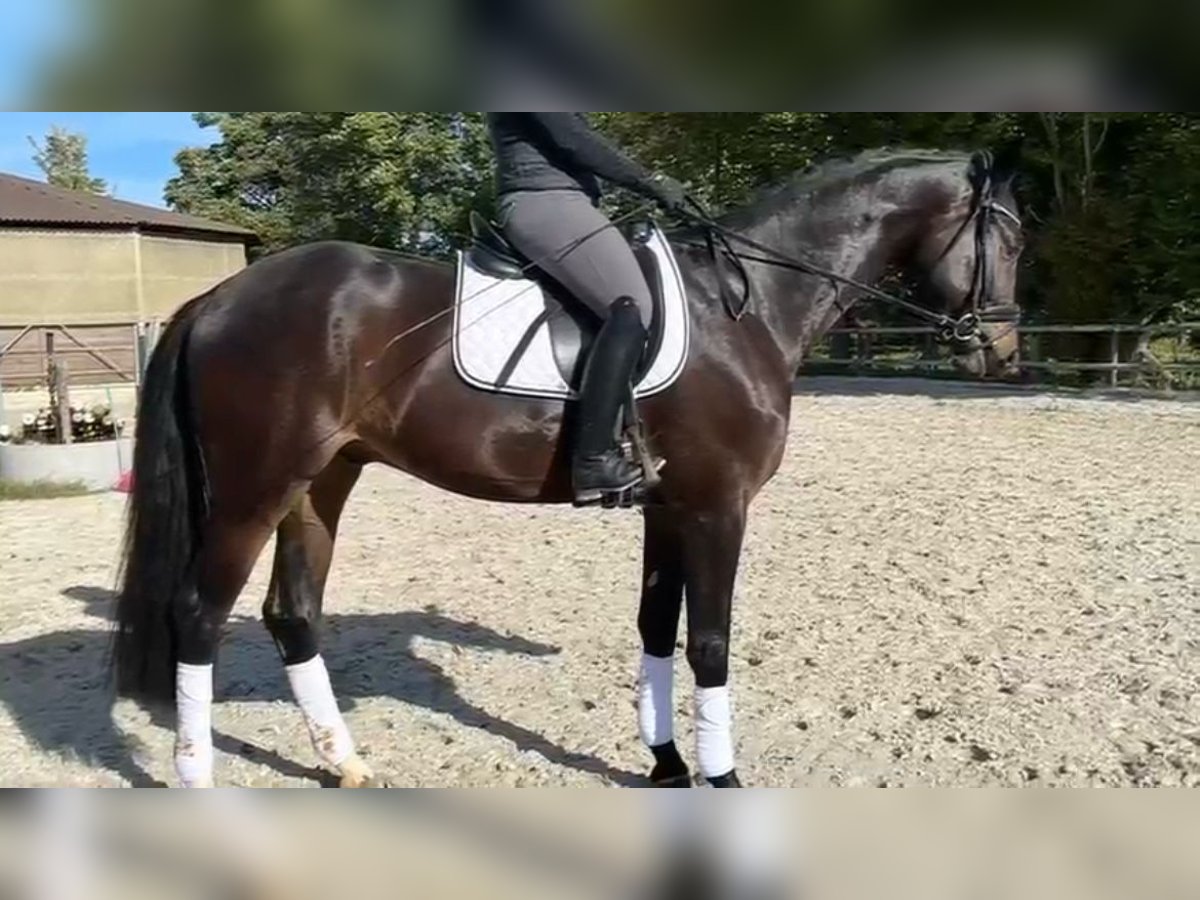 KWPN Caballo castrado 6 años 174 cm Morcillo in Heinsberg