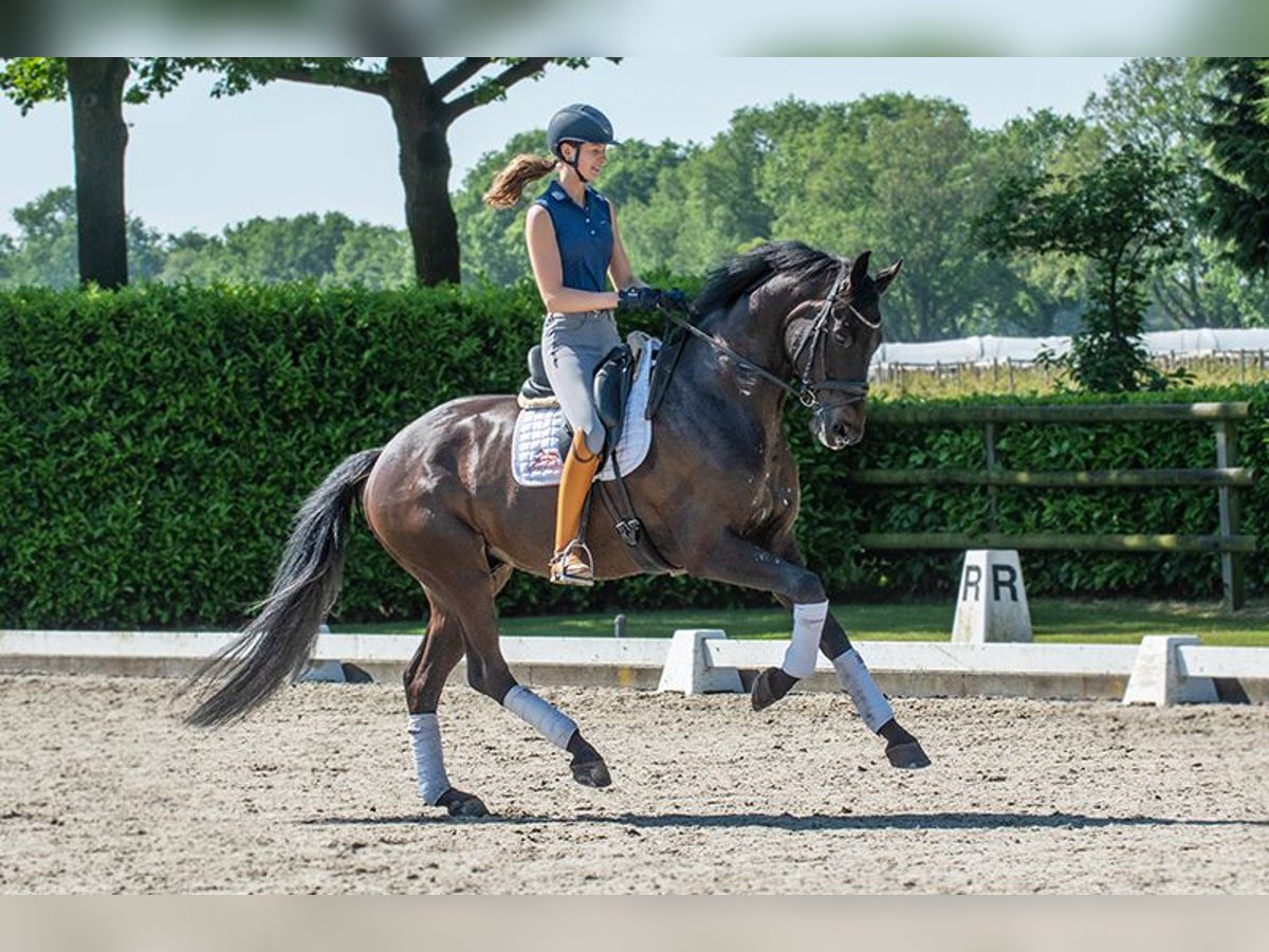 KWPN Caballo castrado 6 años 175 cm Castaño oscuro in Pilisjászfalu