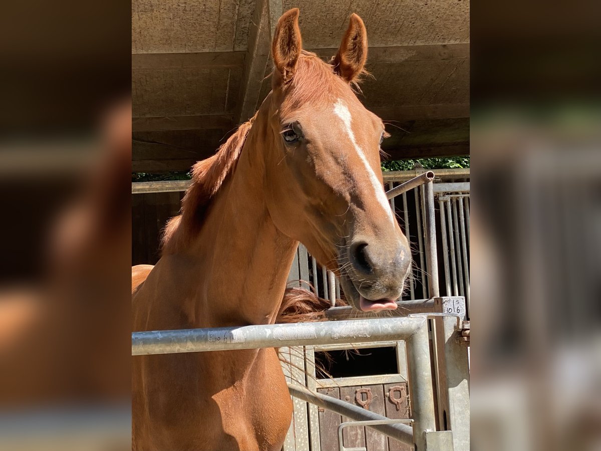 KWPN Caballo castrado 6 años 177 cm Alazán in Mettmann