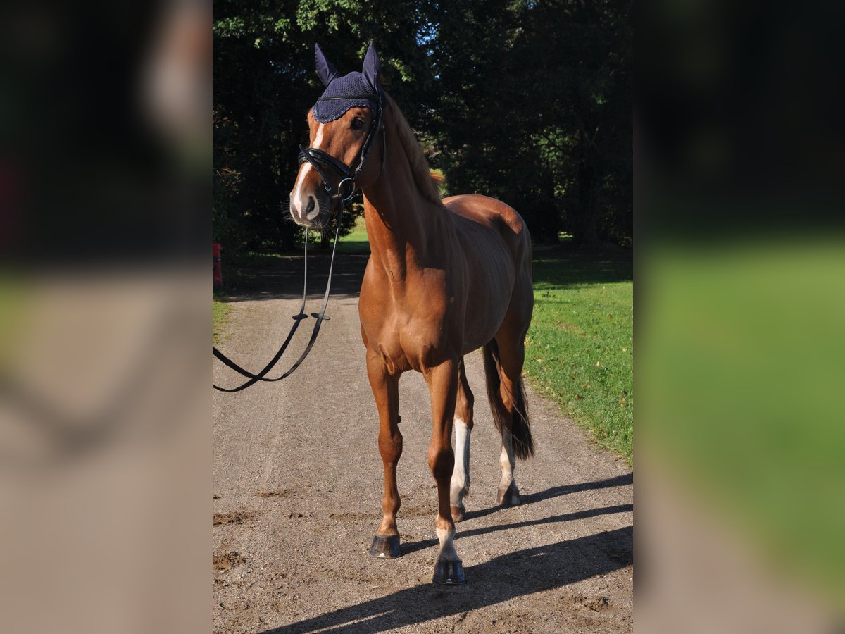 KWPN Caballo castrado 6 años Alazán in Hamburg Kirchwerder