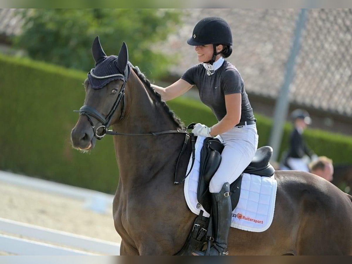 KWPN Caballo castrado 6 años Castaño oscuro in Haaksbergen