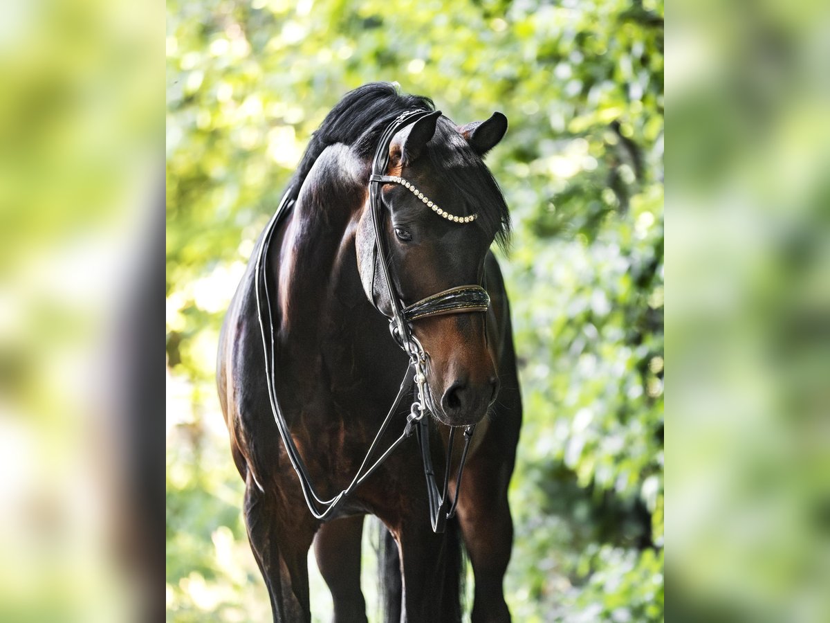 KWPN Caballo castrado 7 años 158 cm Castaño oscuro in Galenberg