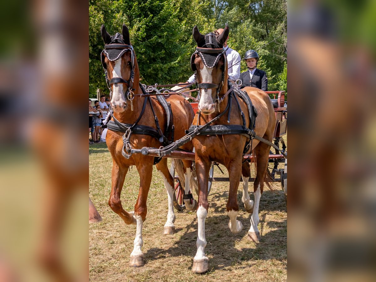 KWPN Caballo castrado 7 años 162 cm Alazán-tostado in Tahit&#xF3;tfalu