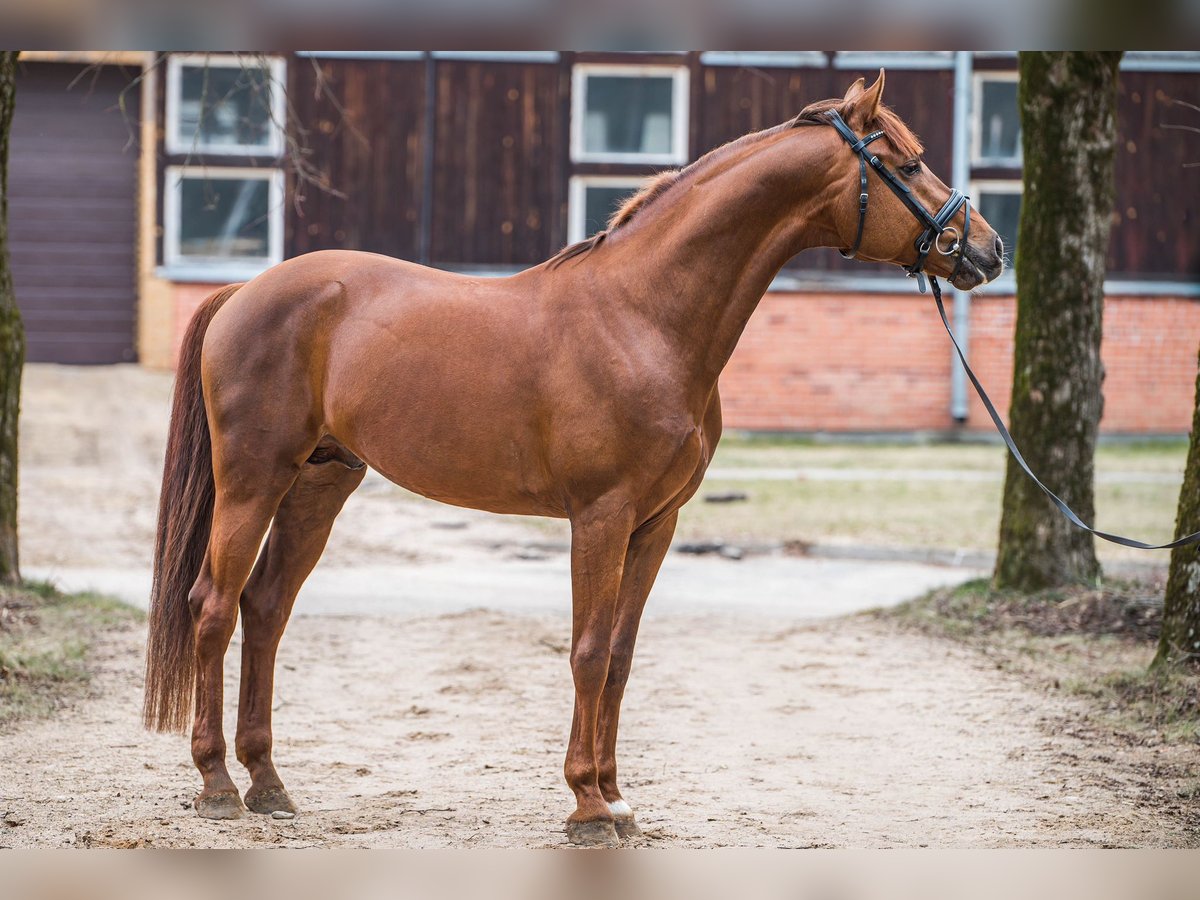 KWPN Caballo castrado 7 años 164 cm Alazán-tostado in Rukla