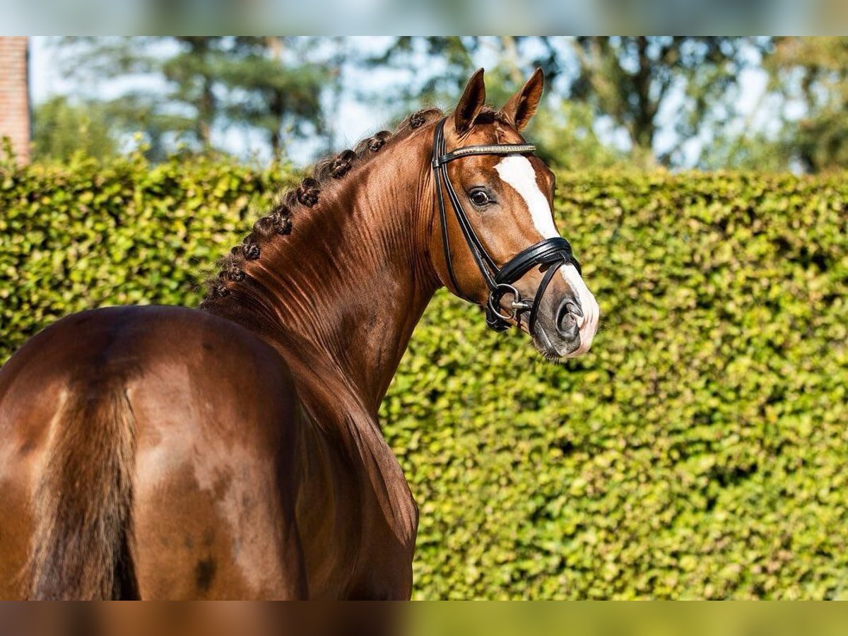 KWPN Caballo castrado 7 años 165 cm Alazán-tostado in Cernusco Sul Naviglio