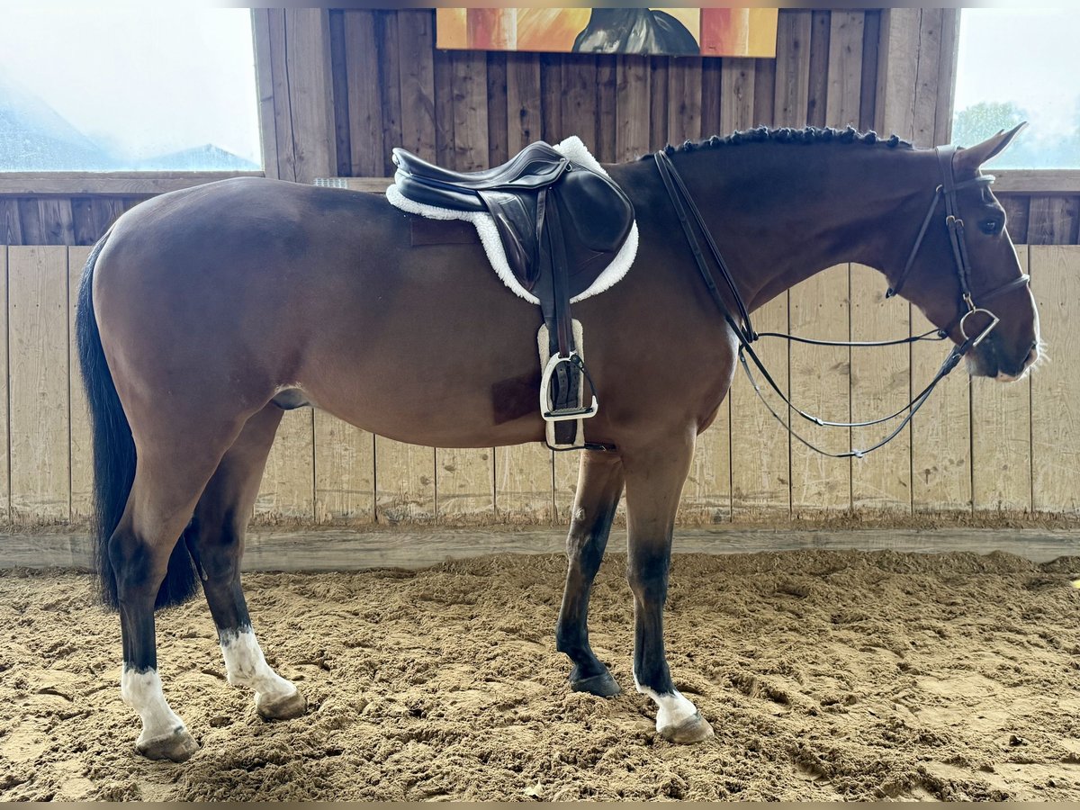 KWPN Caballo castrado 7 años 166 cm Castaño in Altusried KWPN Caballo castrado 7 años 166 cm Castaño in Altusried