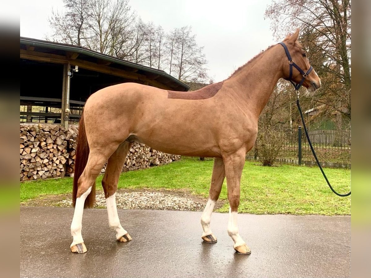 KWPN Caballo castrado 7 años 168 cm Alazán in Sangerhausen