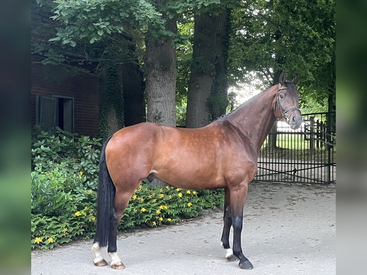 KWPN Caballo castrado 7 años 168 cm Castaño in Kirchlengern