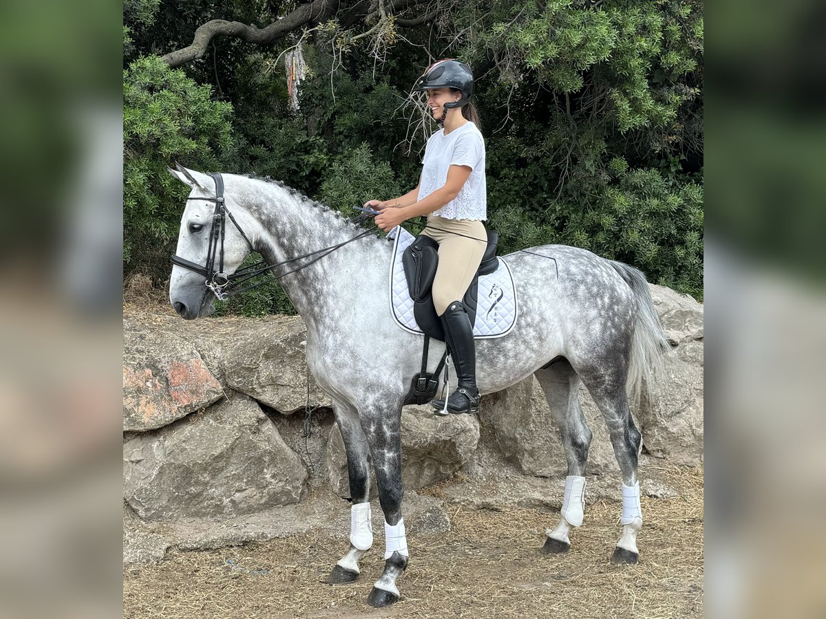 KWPN Caballo castrado 7 años 168 cm Tordo in Marseille 08