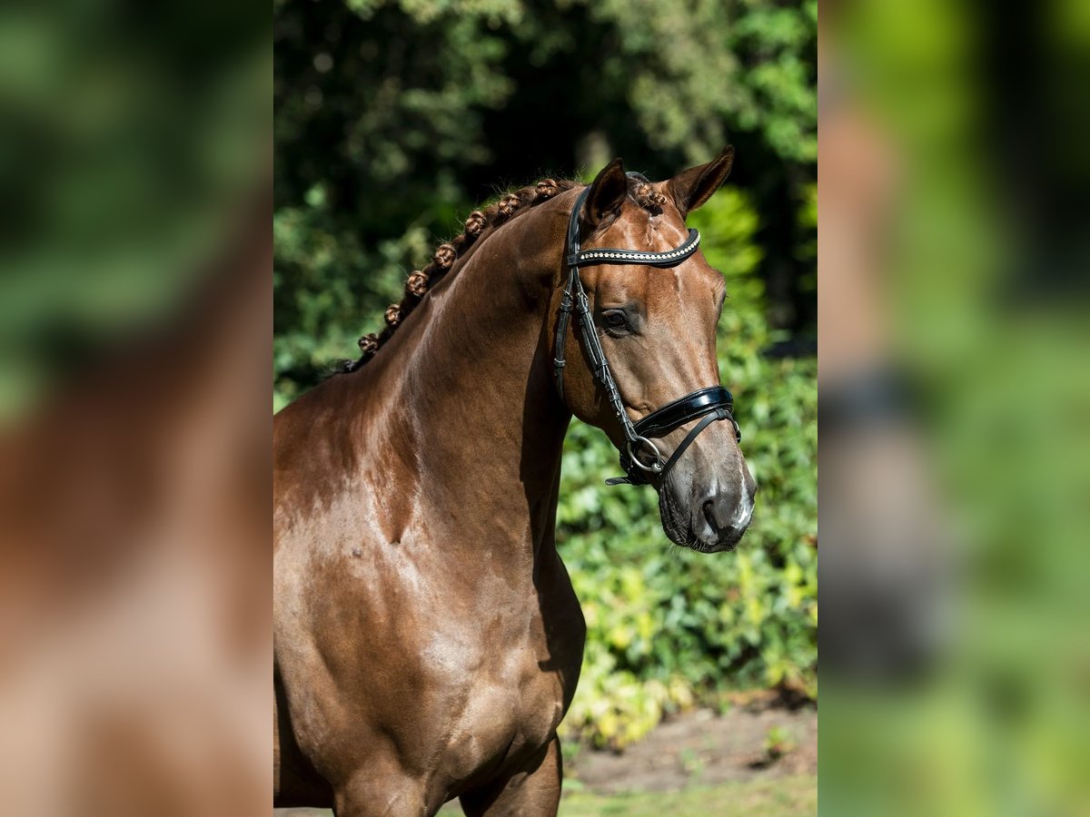 KWPN Caballo castrado 7 años 169 cm Alazán in Grote-Brogel