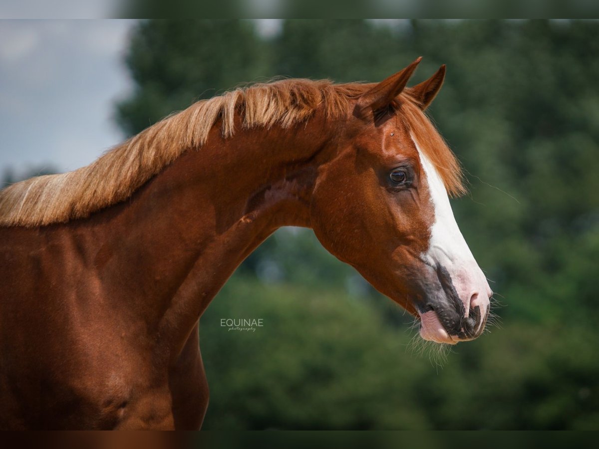 KWPN Caballo castrado 7 años 170 cm Alazán in Ulft