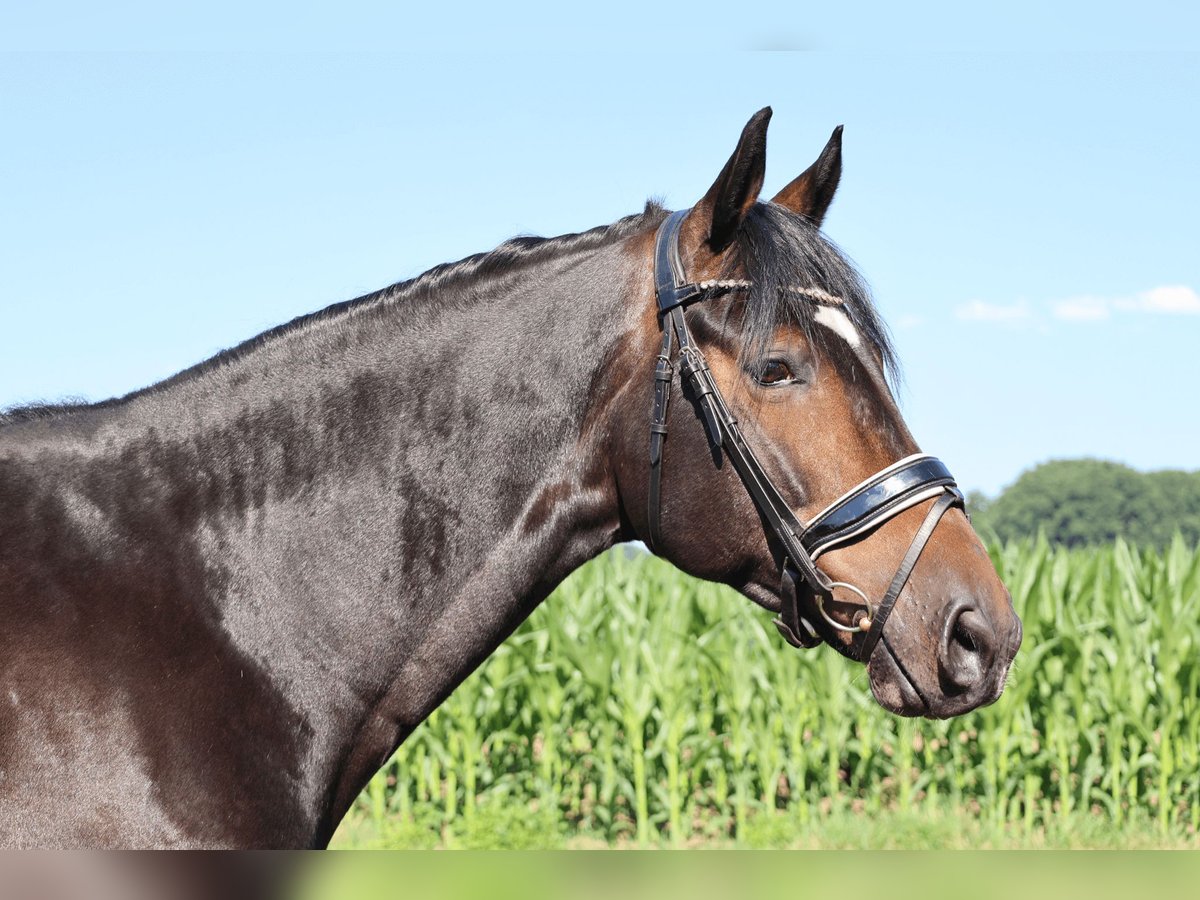 KWPN Caballo castrado 7 años 170 cm Castaño in Haftenkamp