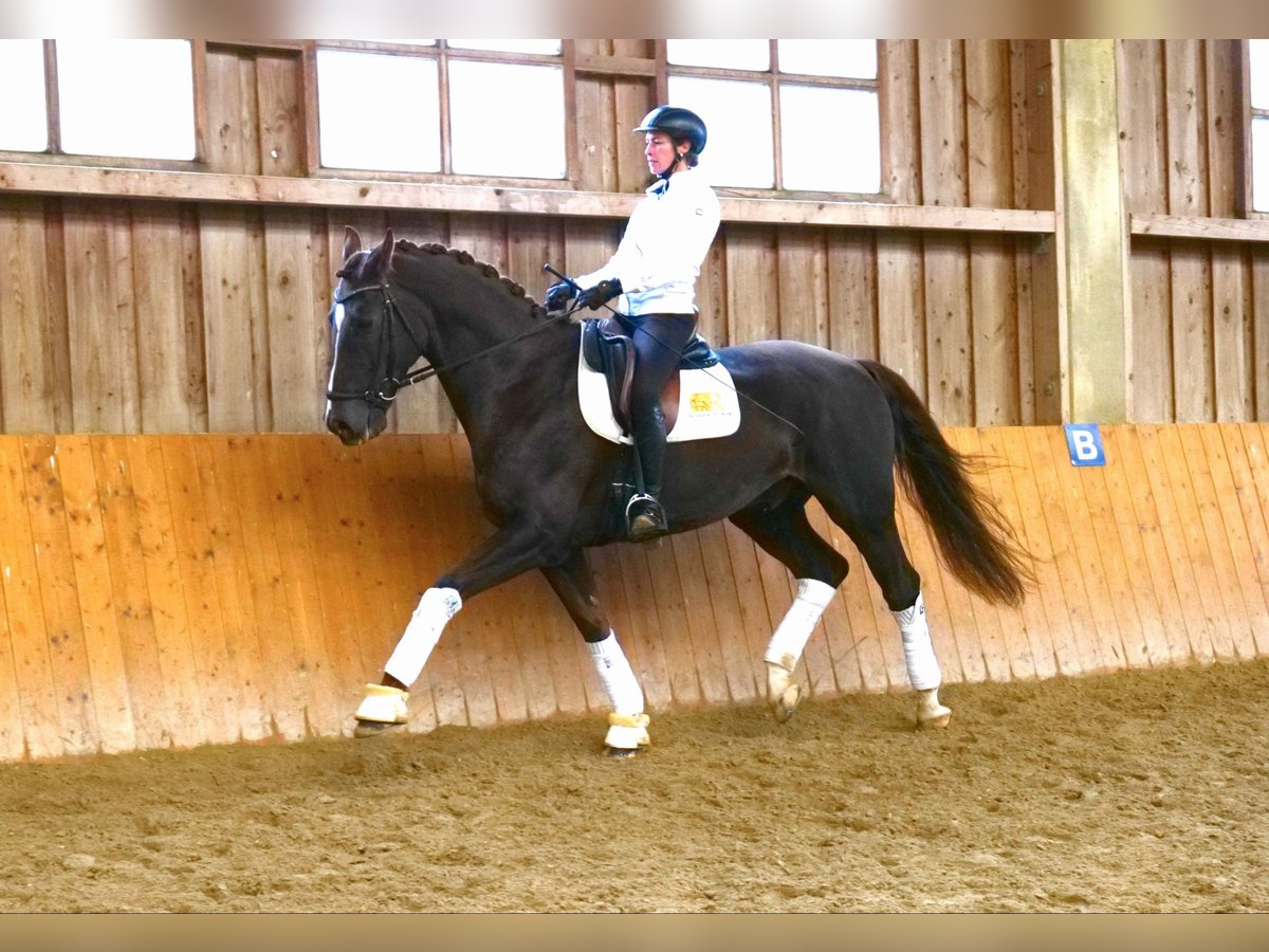 KWPN Caballo castrado 7 años 171 cm Alazán-tostado in Freiensteinau