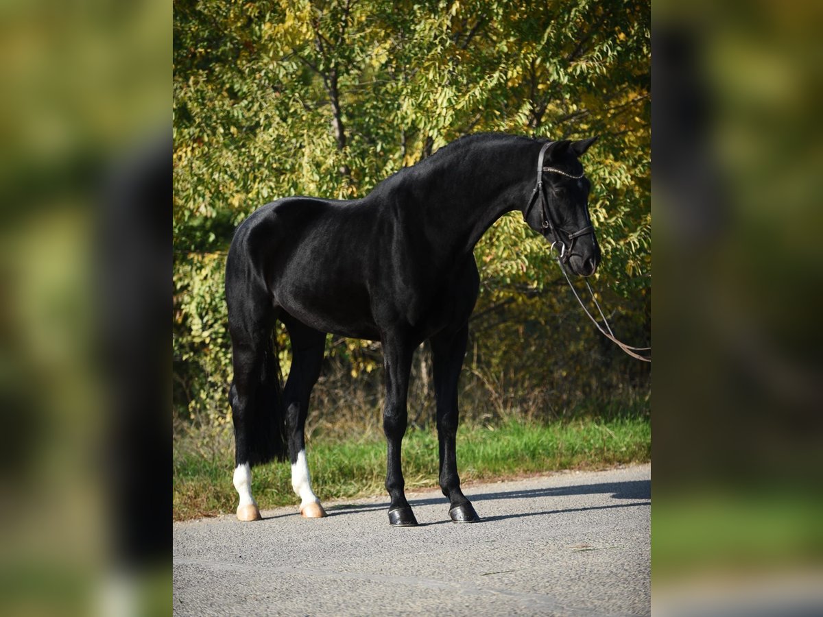 KWPN Caballo castrado 7 años 171 cm Negro in Bekesszentandras