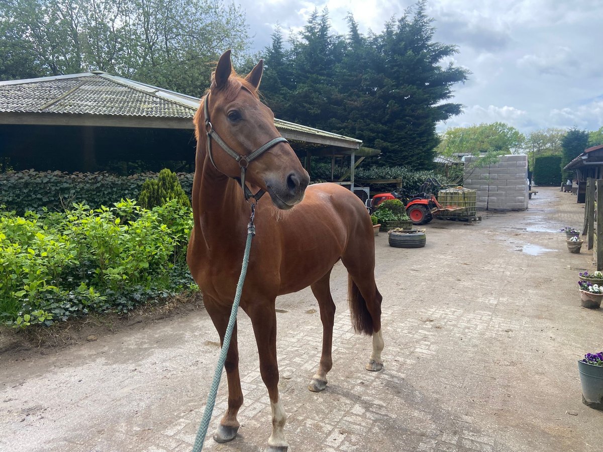 KWPN Caballo castrado 7 años 172 cm Alazán in Bilthoven