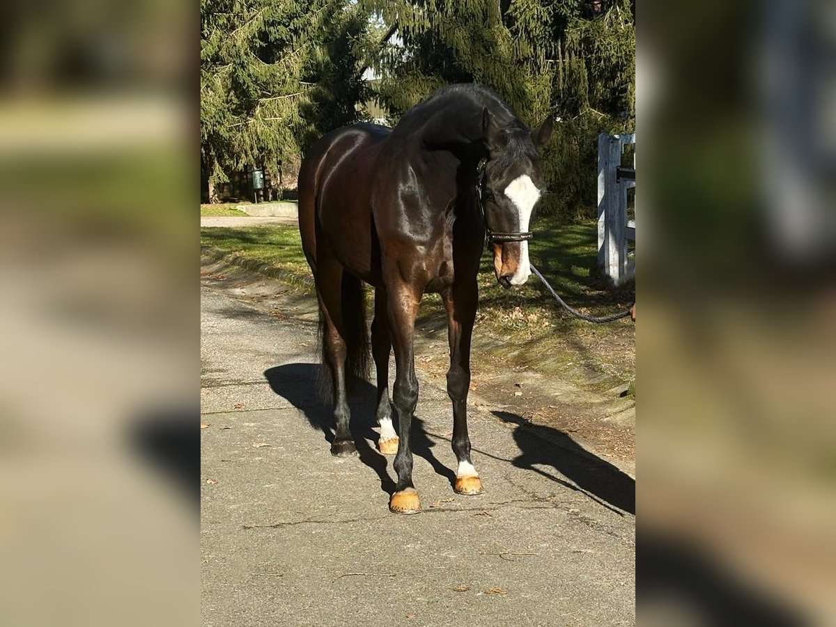 KWPN Caballo castrado 7 años 172 cm Castaño oscuro in Halbenraon