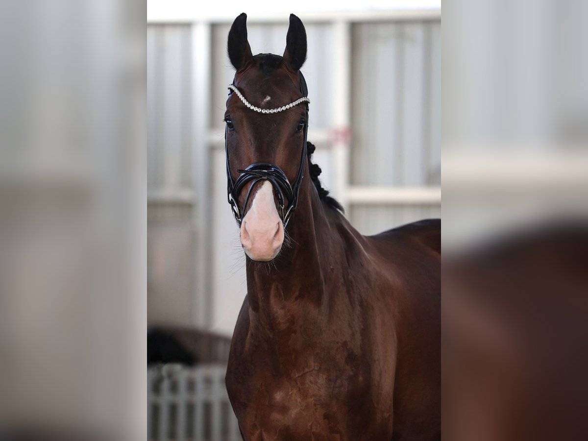 KWPN Caballo castrado 7 años 174 cm Castaño in K&#xF6;nigswinter
