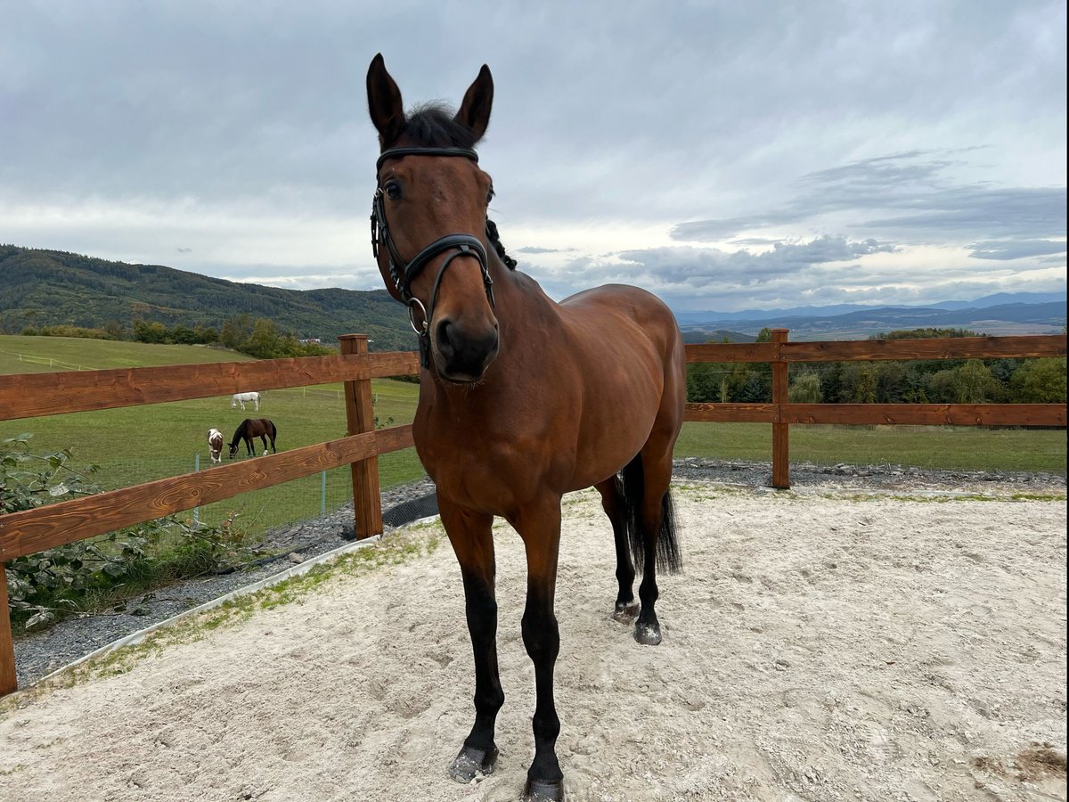 KWPN Caballo castrado 7 años 179 cm Castaño in Slatinské Lazy