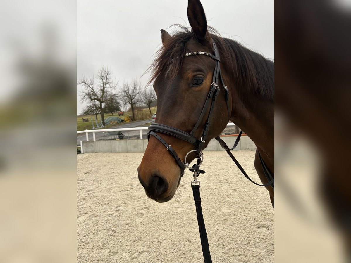 KWPN Caballo castrado 7 años 183 cm Castaño oscuro in Homberg (Efze)