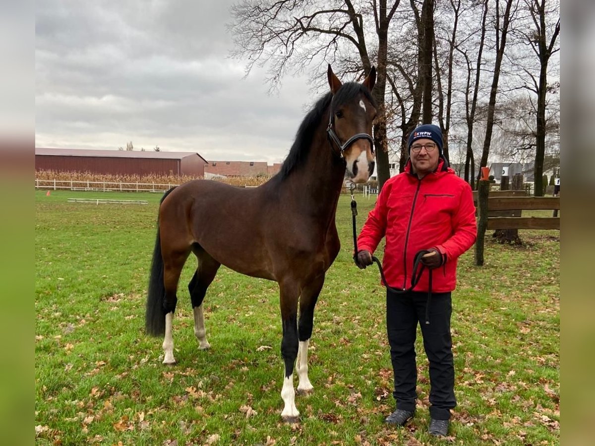 KWPN Caballo castrado 8 años 161 cm Castaño in Petershagen