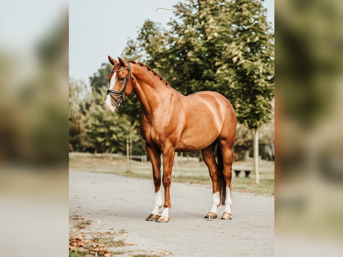 KWPN Caballo castrado 8 años 162 cm Alazán in Hardenberg