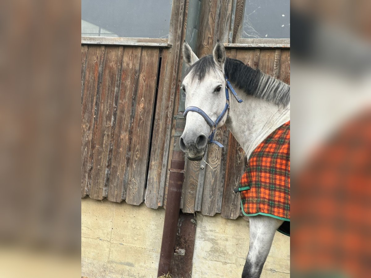 KWPN Caballo castrado 8 años 163 cm Tordo in Kradolf