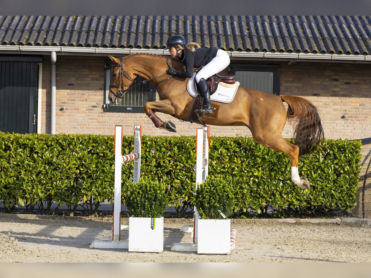 KWPN Caballo castrado 8 años 164 cm Alazán in Waddinxveen