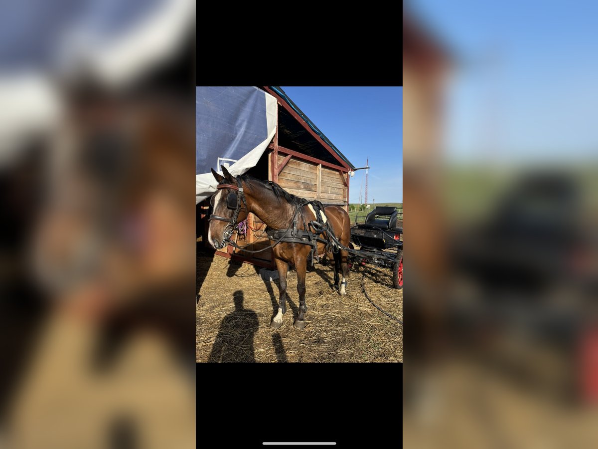 KWPN Mestizo Caballo castrado 8 años 164 cm Castaño in B&#xE1;rsonyos
