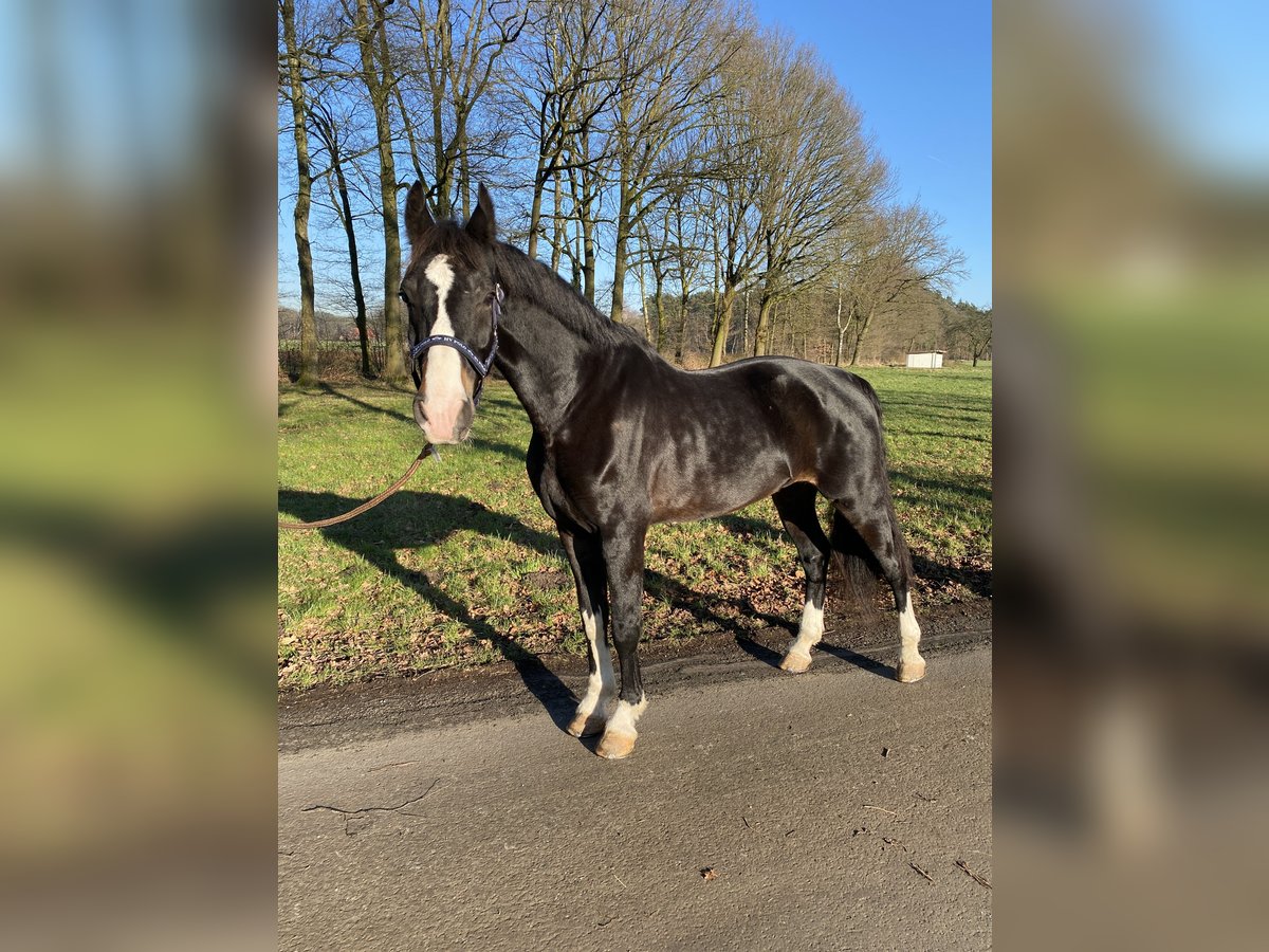 KWPN Caballo castrado 8 años 167 cm Morcillo in Gütersloh