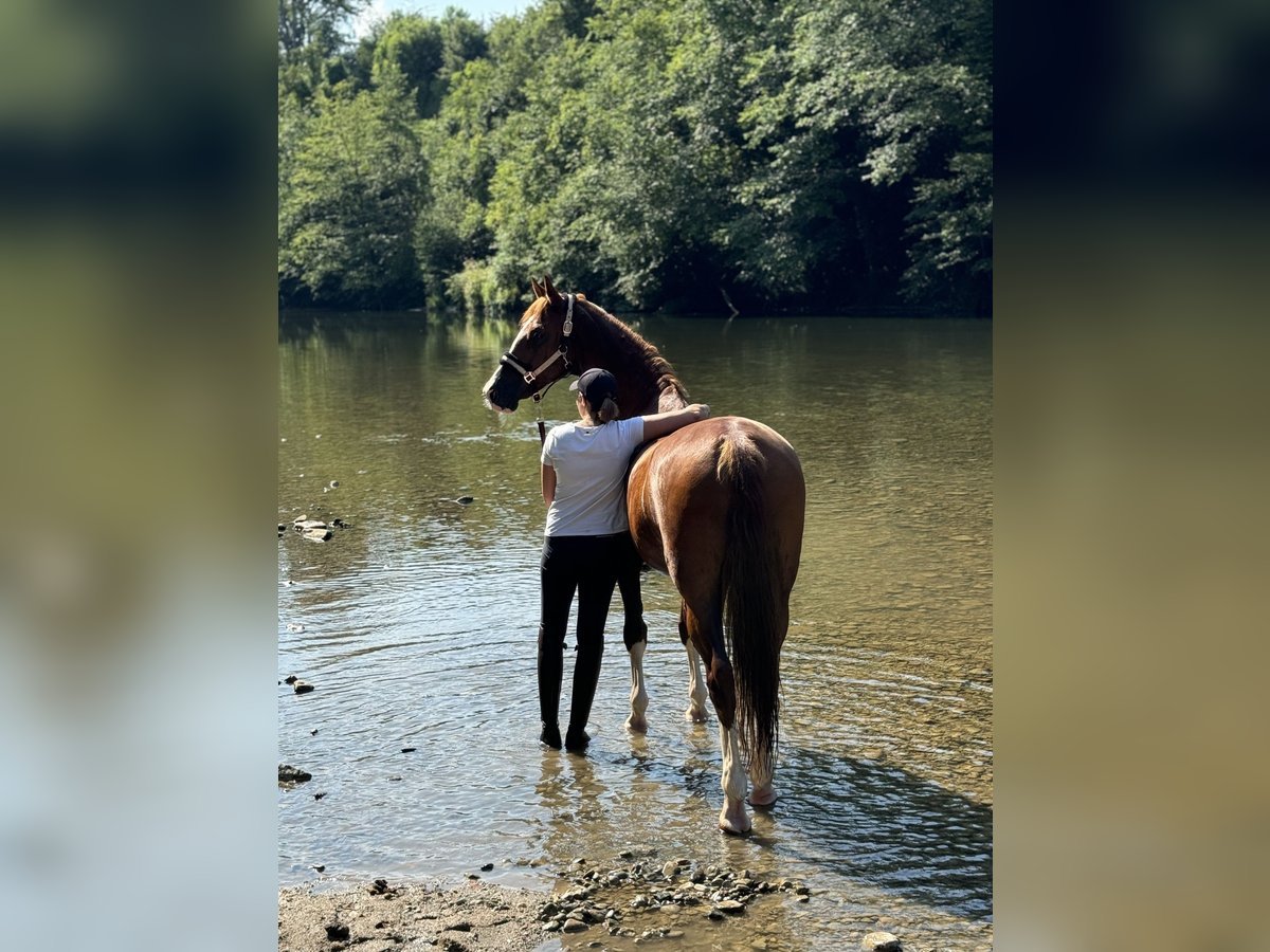 KWPN Caballo castrado 8 años 168 cm Alazán in Amstetten