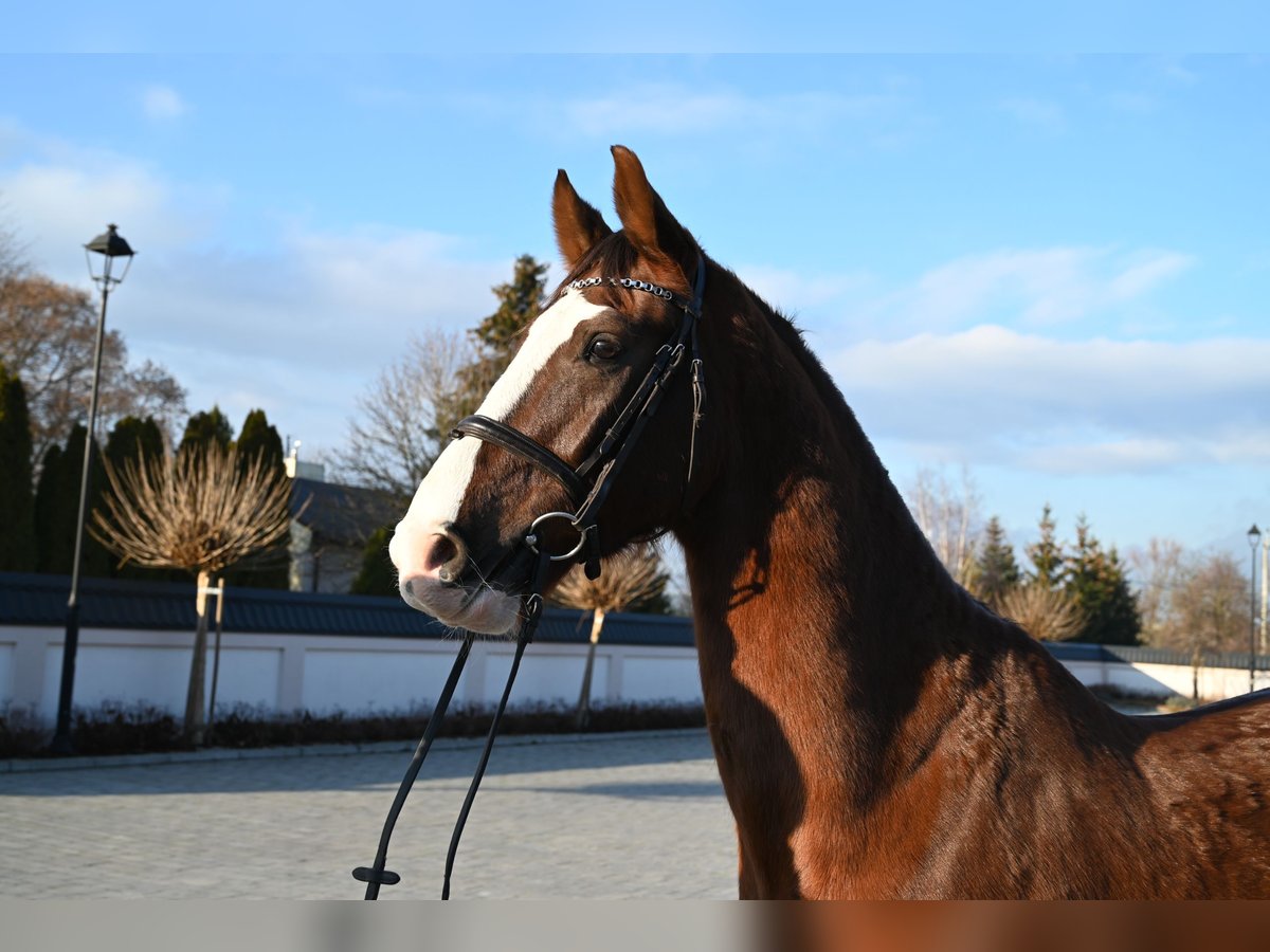 KWPN Caballo castrado 8 años 168 cm Alazán in Jeżów