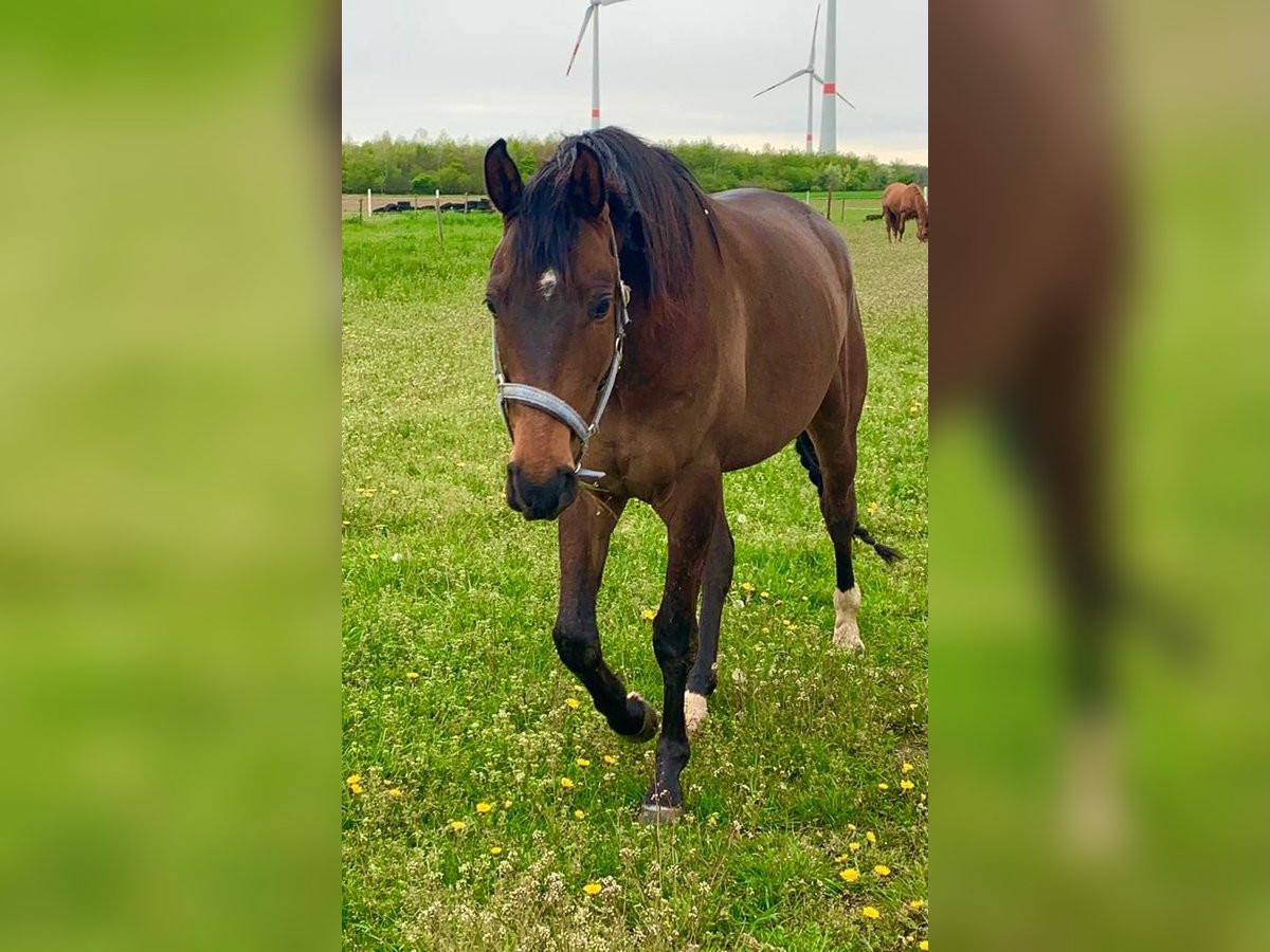 KWPN Caballo castrado 8 años 168 cm Castaño in Weeze