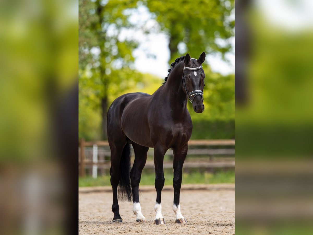 KWPN Caballo castrado 8 años 168 cm Negro in Mönchengladbach