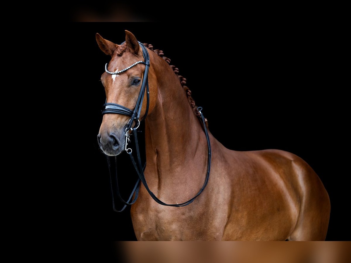 KWPN Caballo castrado 8 años 170 cm Alazán in Kwadijk