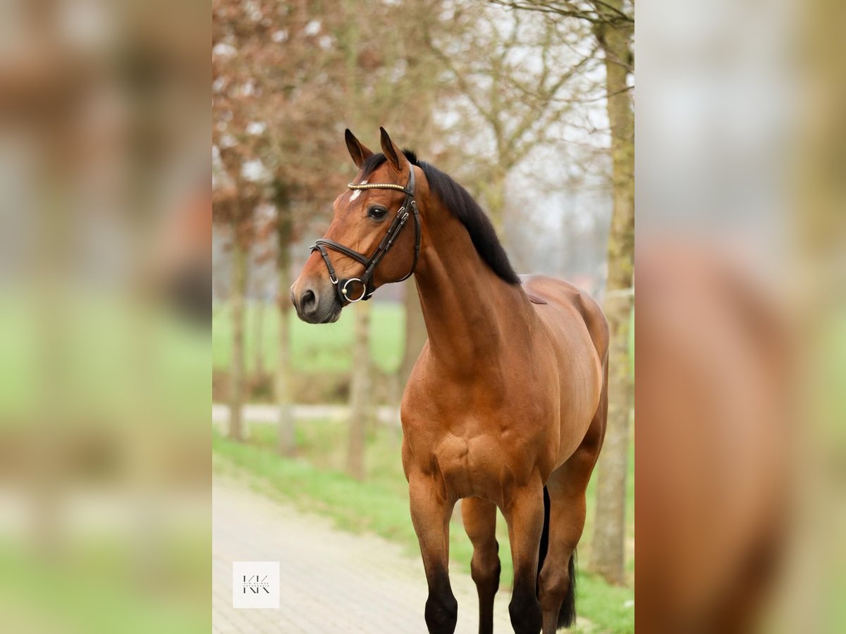 KWPN Caballo castrado 8 años 170 cm Castaño in Meppen