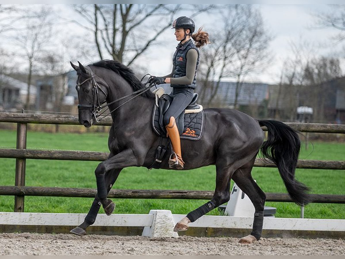 KWPN Caballo castrado 8 años 171 cm Negro in Pilisjászfalu