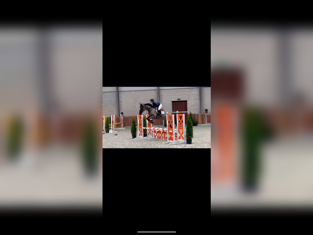 KWPN Caballo castrado 8 años 172 cm Negro in Schwalmtal