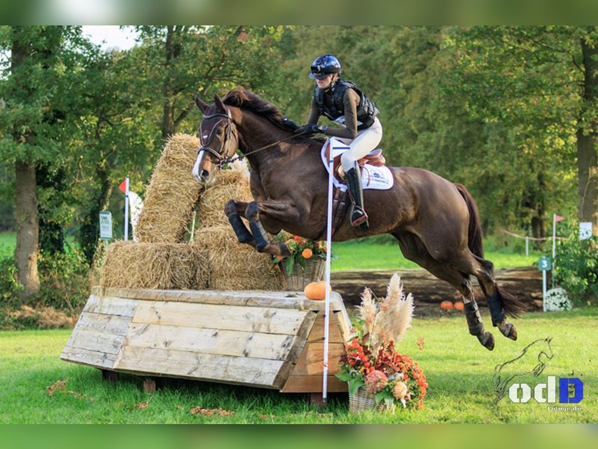 KWPN Caballo castrado 8 años 173 cm Alazán in Emmer-compascuum