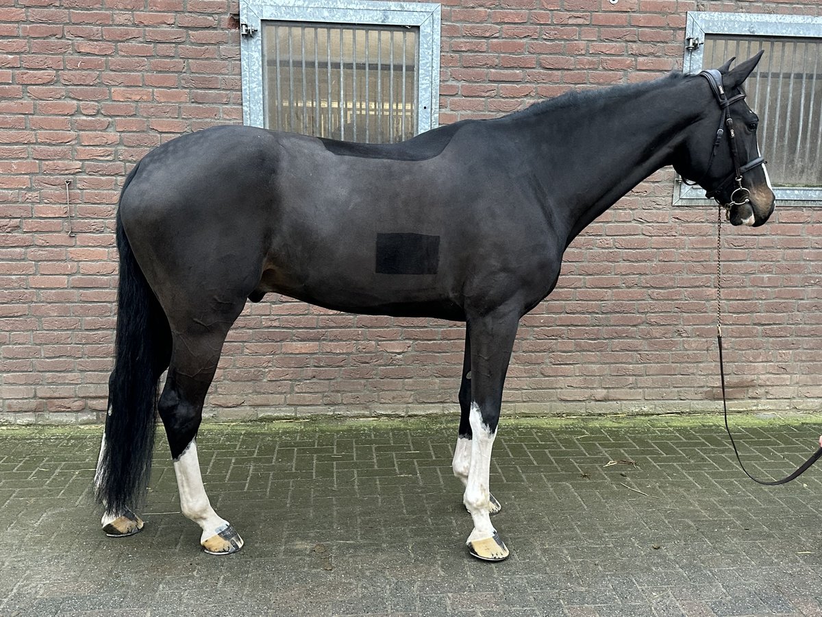 KWPN Caballo castrado 8 años 173 cm Negro in Bad Kreuznach