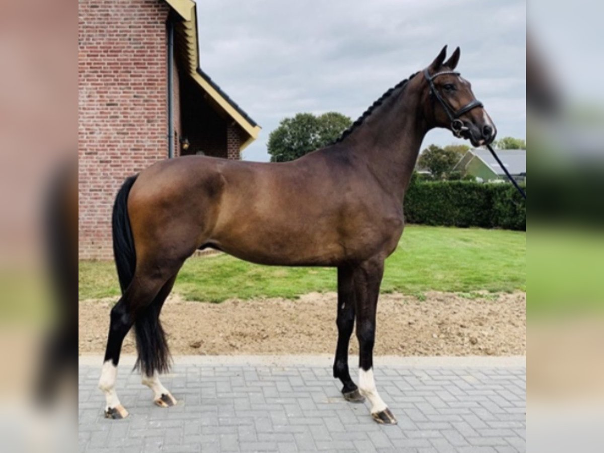 KWPN Caballo castrado 8 años 178 cm Castaño in ReuselReusel