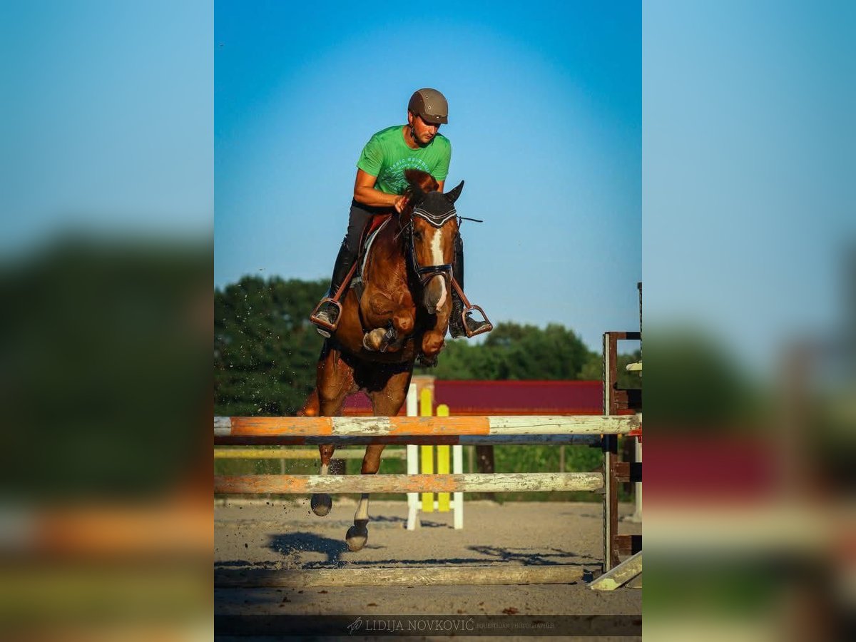 KWPN Caballo castrado 8 años Alazán-tostado in Zagreb