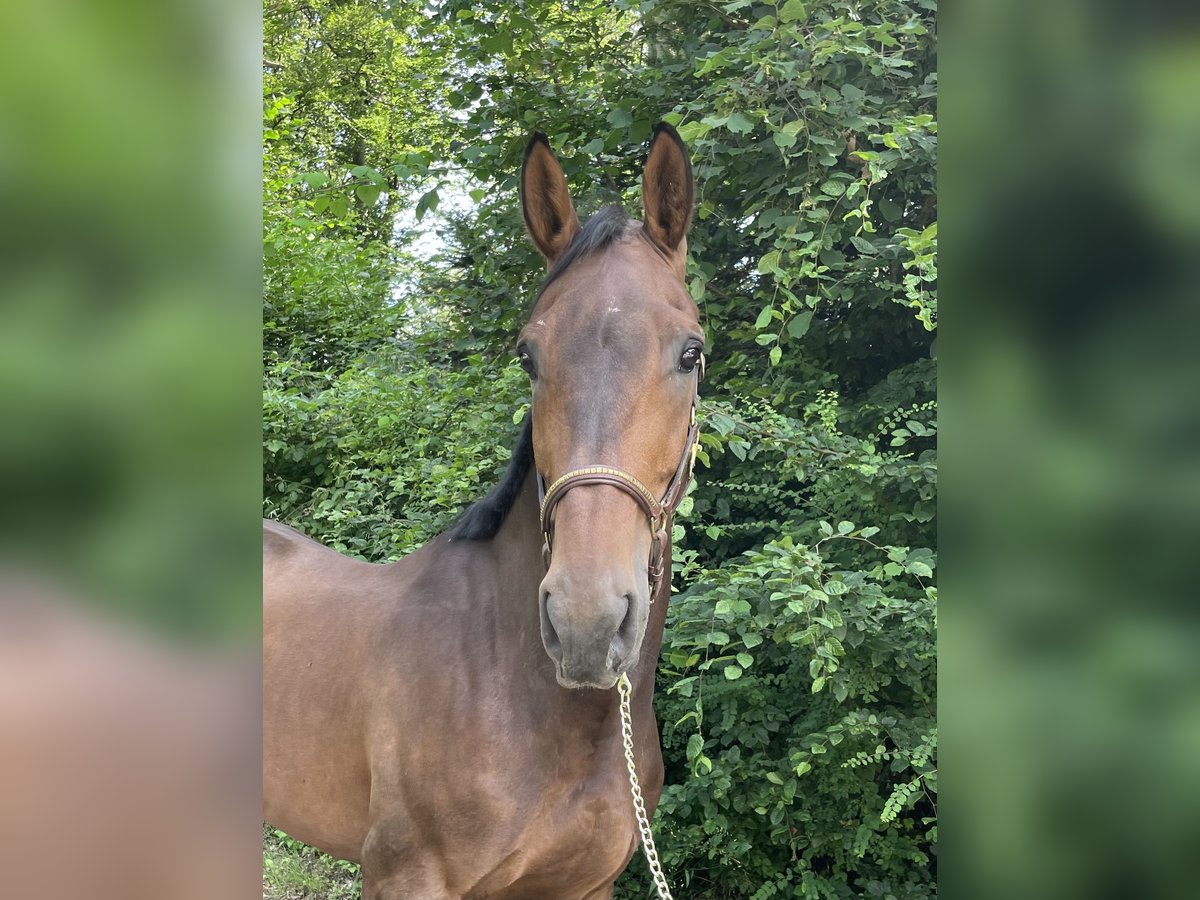 KWPN Caballo castrado 8 años in Murg