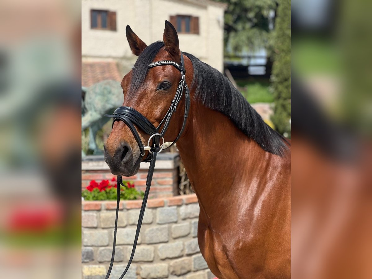 KWPN Caballo castrado 9 años 165 cm Castaño in Barcelona