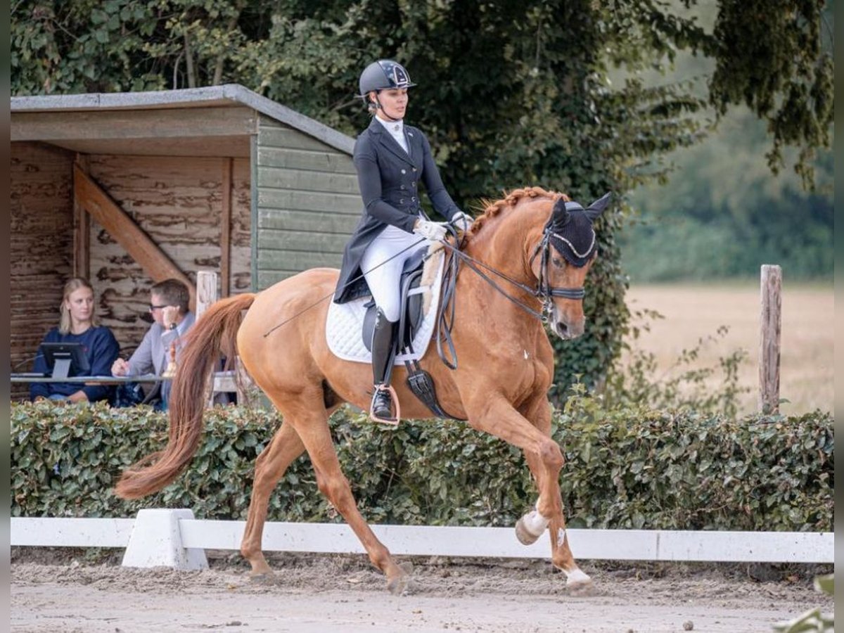 KWPN Caballo castrado 9 años 166 cm Alazán-tostado in Senden