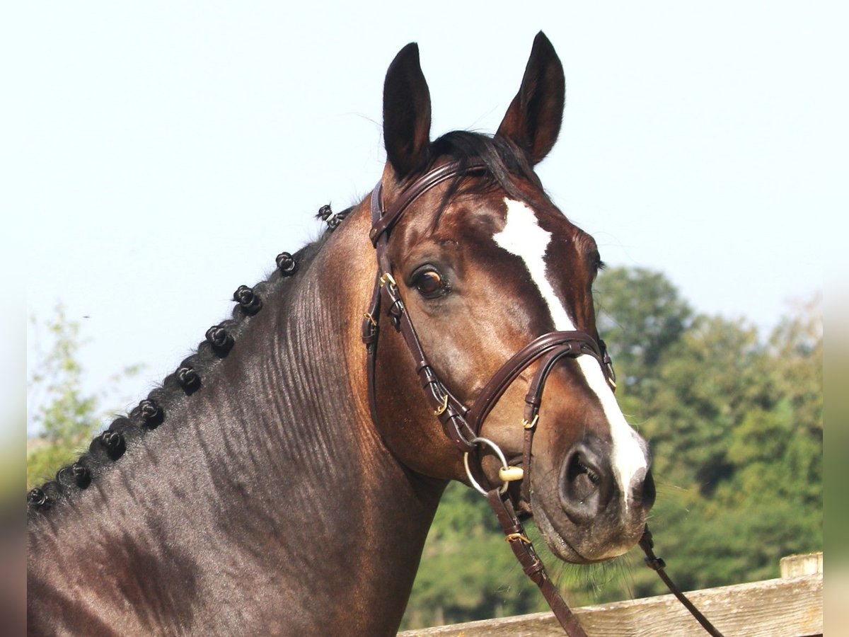 KWPN Caballo castrado 9 años 166 cm Morcillo in Bad DürrheimSunthausen